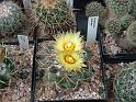 Coryphantha andreae_1